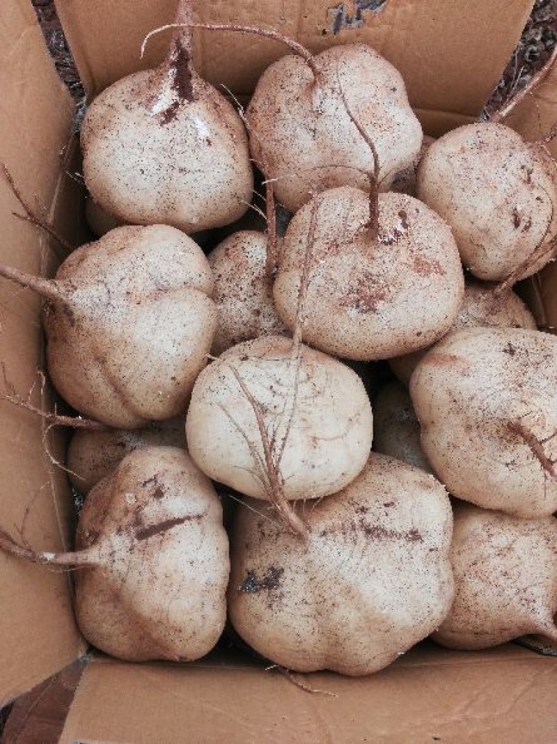 广东徐闻新苗苟葛白地瓜应季节凉薯沙苟