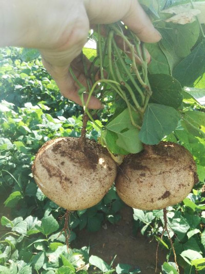 广东徐闻新苗苟葛白地瓜应季节凉薯沙苟