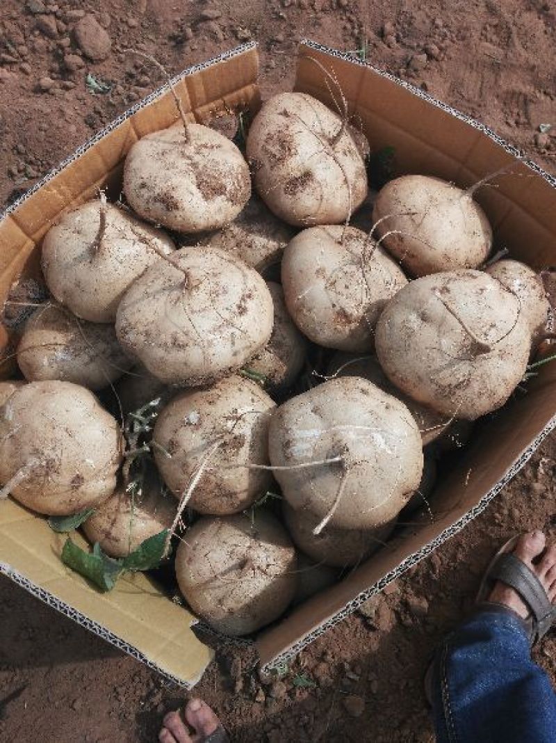 广东徐闻新苗苟葛白地瓜应季节凉薯沙苟