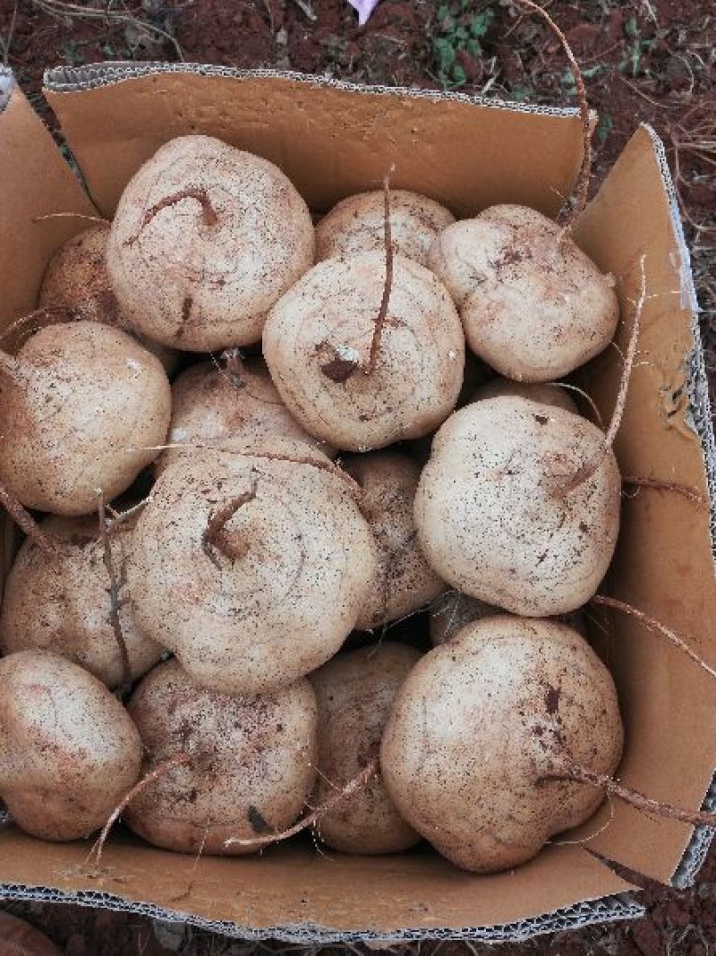 广东徐闻新苗苟葛白地瓜应季节凉薯沙苟