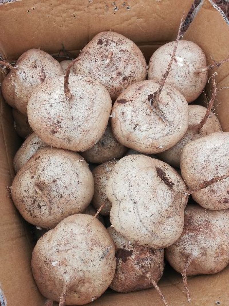 广东徐闻新苗苟葛白地瓜应季节凉薯沙苟