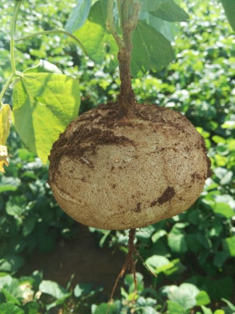 广东徐闻新苗苟葛白地瓜应季节凉薯沙苟
