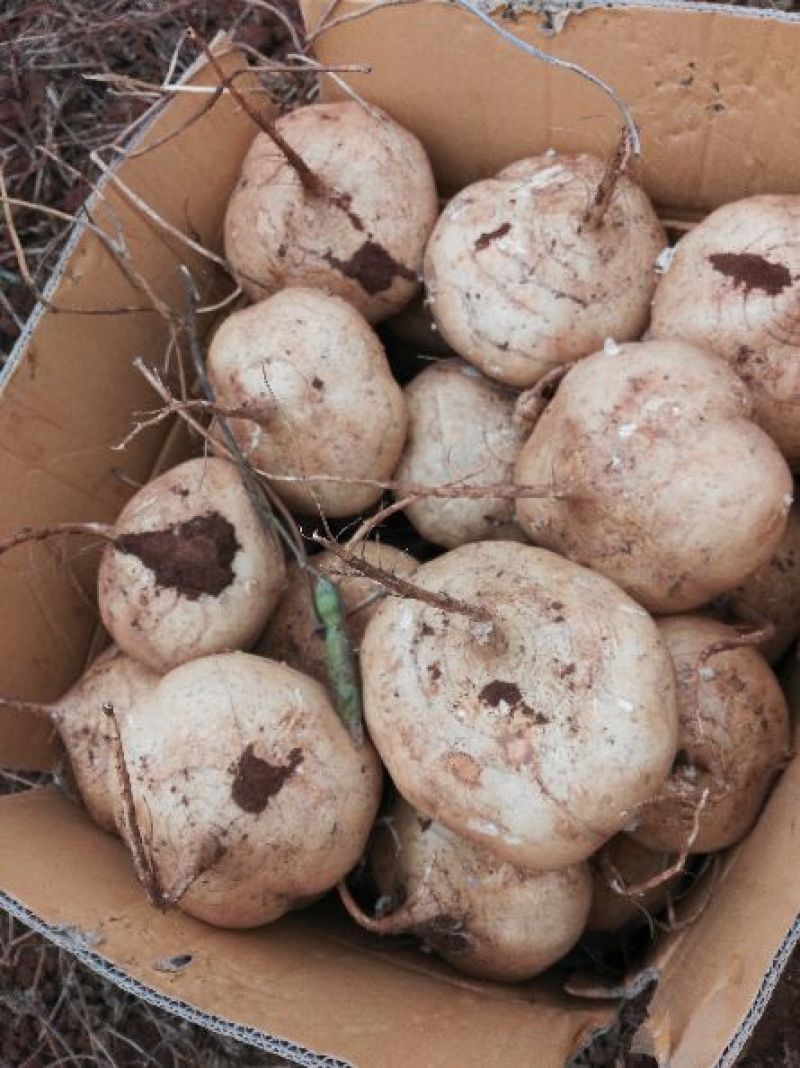 广东徐闻新苗苟葛白地瓜应季节凉薯沙苟