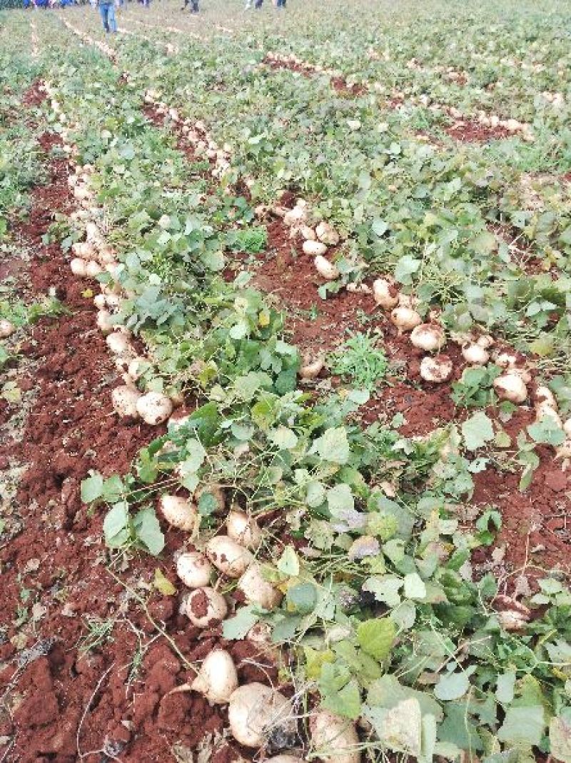 广东徐闻新苗苟葛白地瓜应季节凉薯沙苟