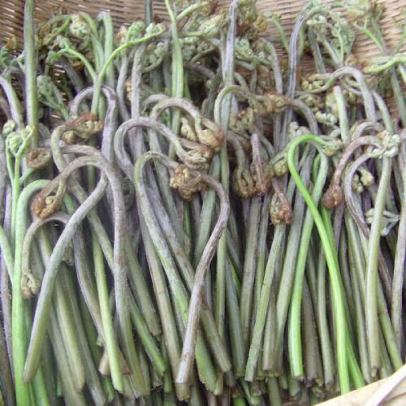 蕨菜，龙爪菜，高海拔蕨菜，高山蕨菜。蕨菜现采现发