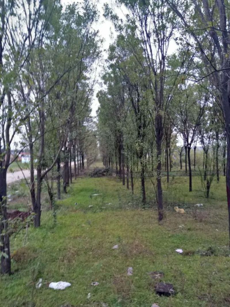 国槐12~14cm12~14cm2~3米