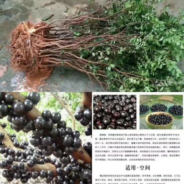 嘉宝果树苗2年