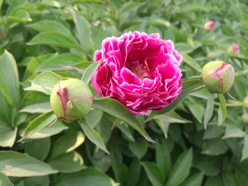 芍药鲜切花，花色齐全，芍药苗菏泽芍药基地出售重瓣芍药