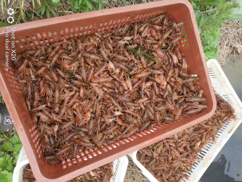 龙虾苗人工养殖