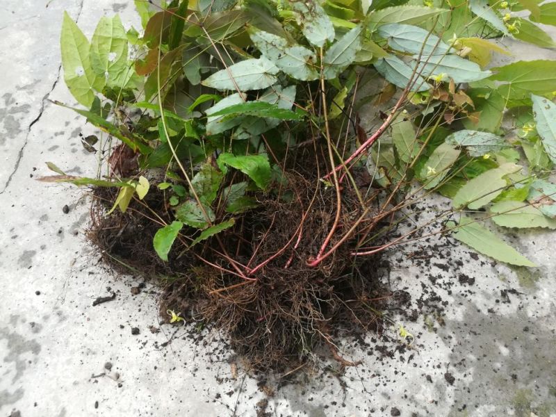淫羊藿种苗60cm以上优质淫羊藿种苗。。