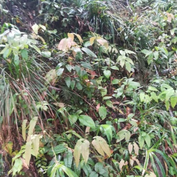 淫羊藿种苗60cm以上优质淫羊藿种苗。。