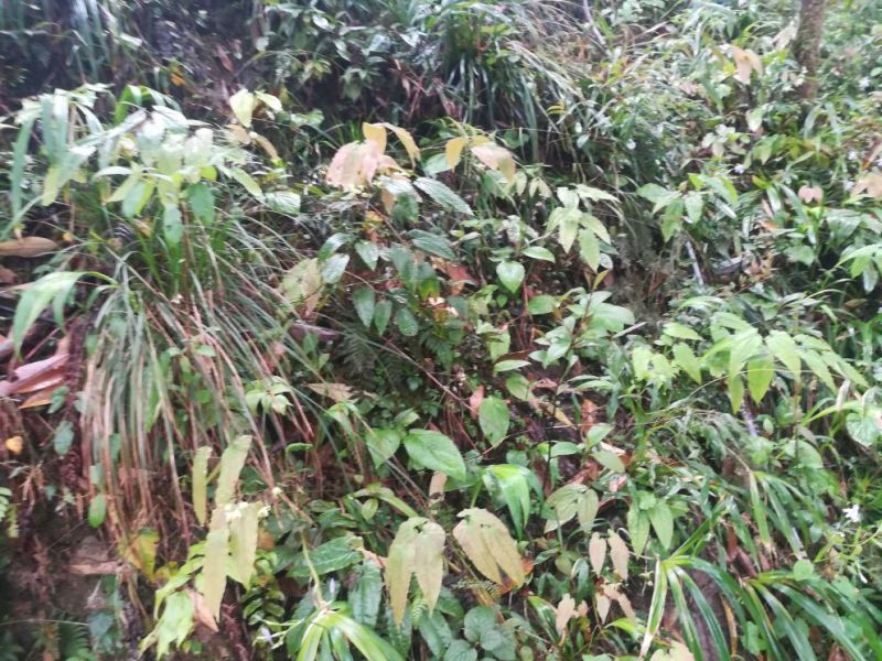 淫羊藿种苗60cm以上优质淫羊藿种苗。。