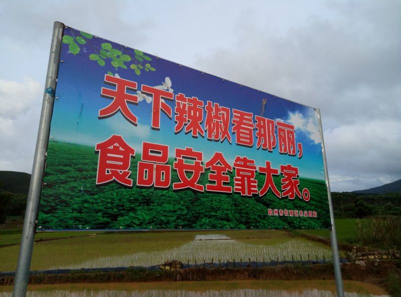 尖椒﹥20厘米黄中辣