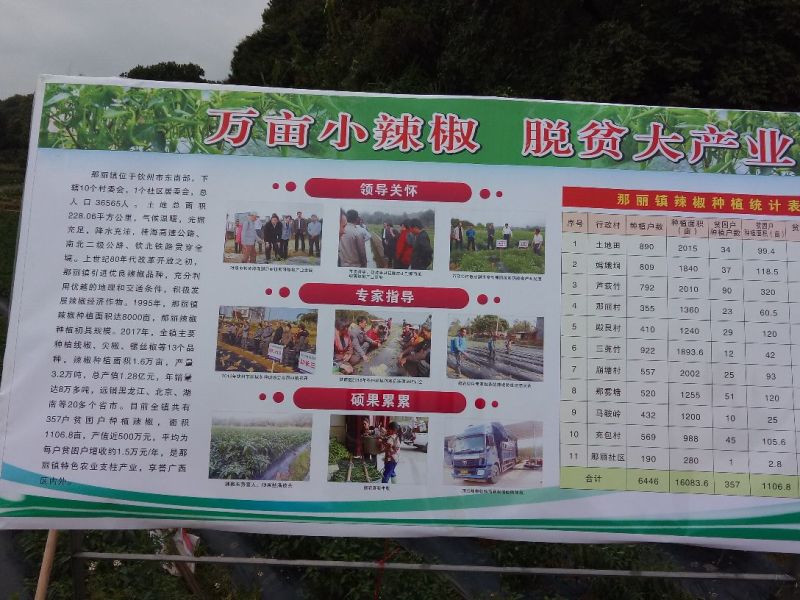 尖椒﹥20厘米黄中辣