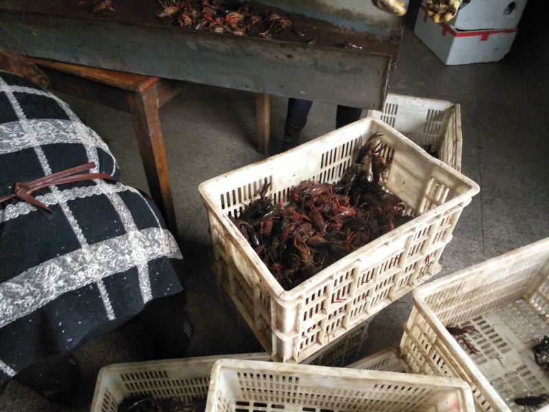 克氏原螯虾食用6-8钱（30-40克）活虾稻田套养