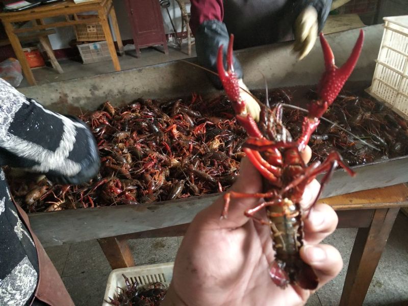 克氏原螯虾食用6-8钱（30-40克）活虾稻田套养
