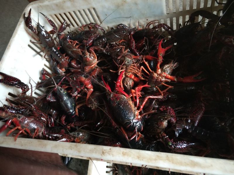 克氏原螯虾食用6-8钱（30-40克）活虾稻田套养