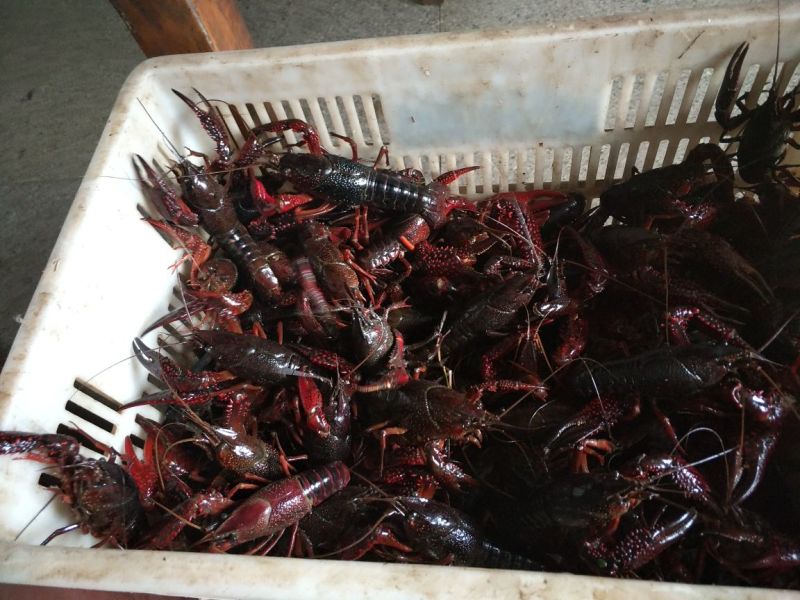 克氏原螯虾食用6-8钱（30-40克）活虾稻田套养