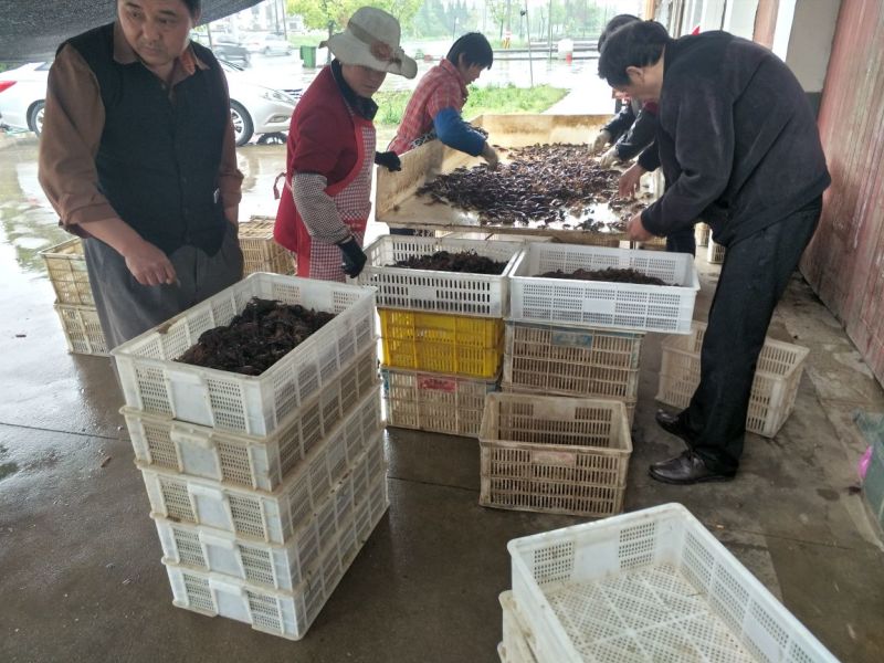 小龙虾食用2-4钱（10-20克）活虾稻田套养