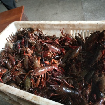 小龙虾食用2-4钱（10-20克）活虾稻田套养