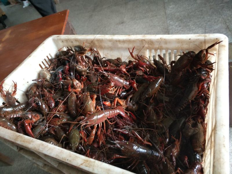 小龙虾食用2-4钱（10-20克）活虾稻田套养