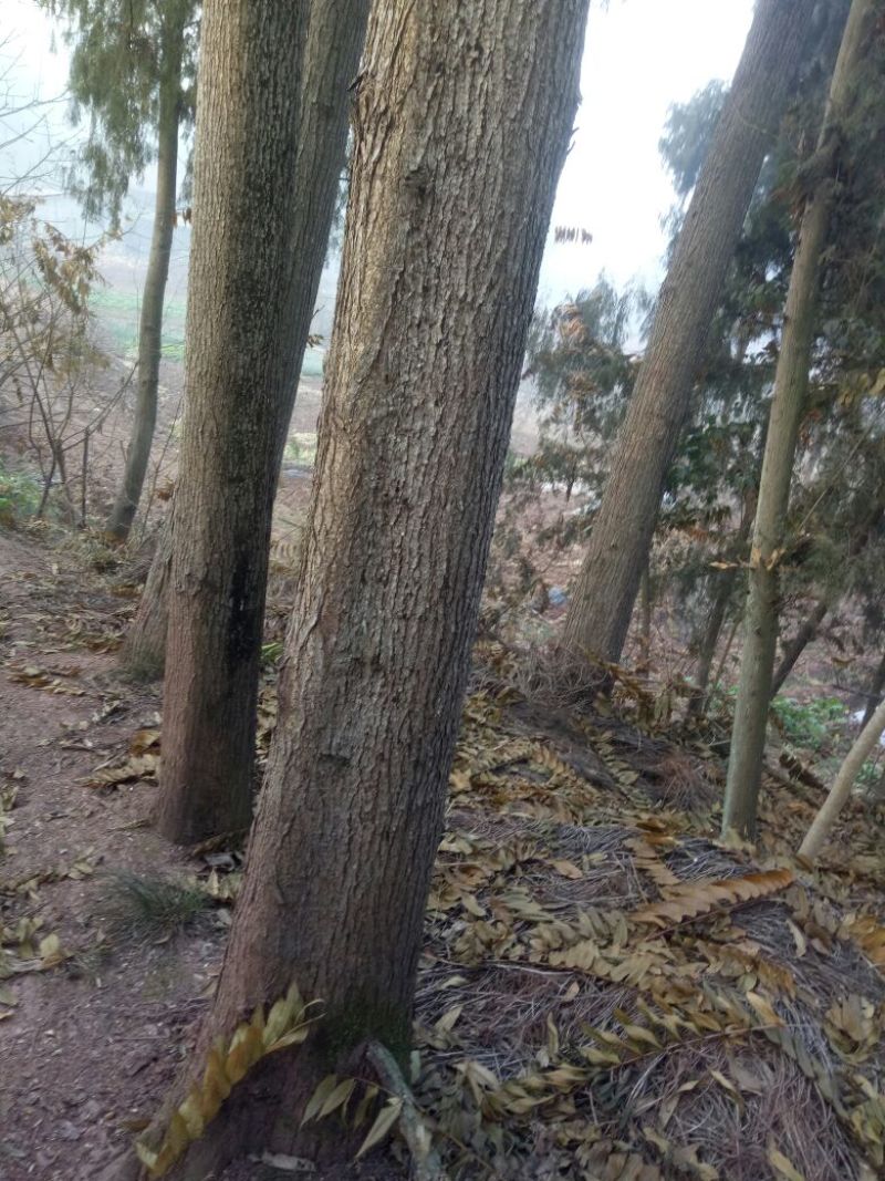 香椿香椿树高度10米以上