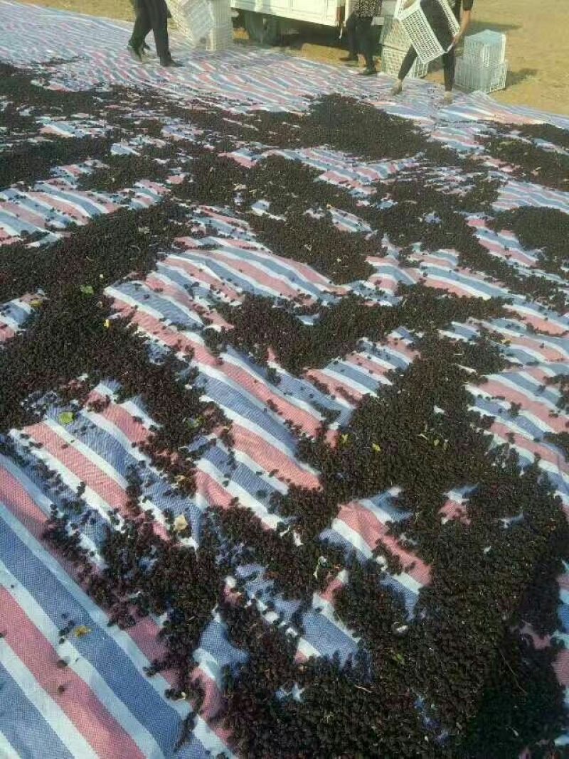 桑葚干无沙无尘，养生之道首选五斤起发