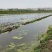克氏原螯虾小龙虾主养6-8钱（30-40克）活虾