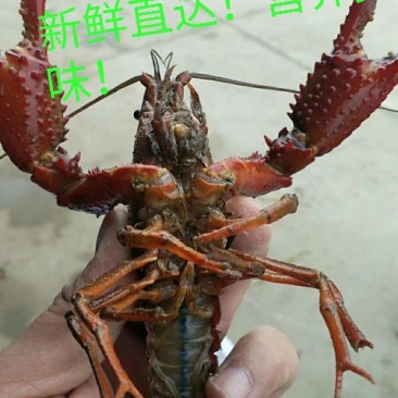 克氏原螯虾小龙虾主养6-8钱（30-40克）活虾