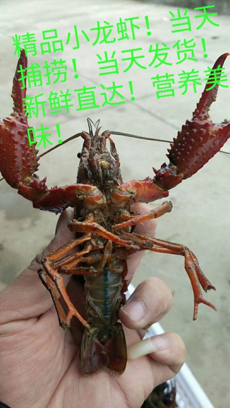 克氏原螯虾小龙虾主养6-8钱（30-40克）活虾