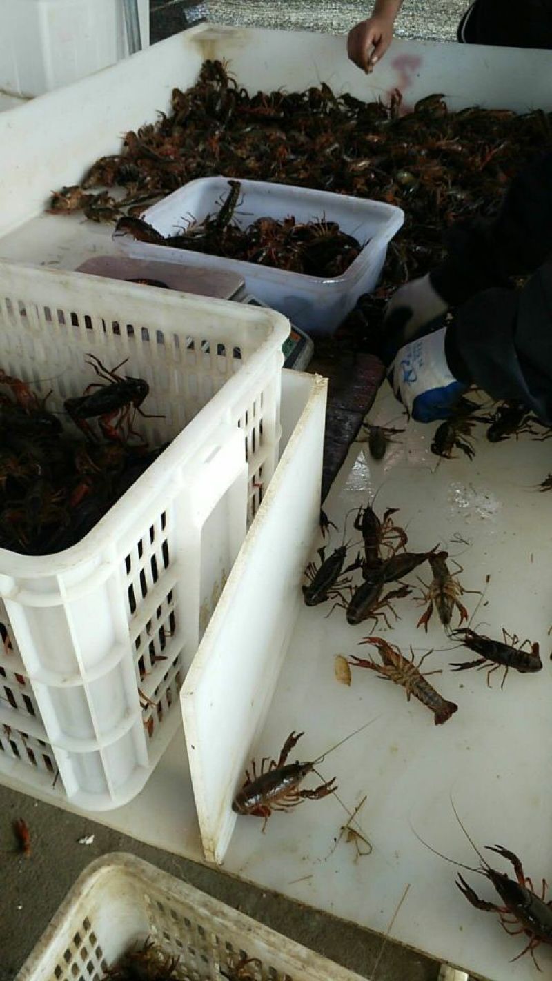 克氏原螯虾小龙虾主养6-8钱（30-40克）活虾