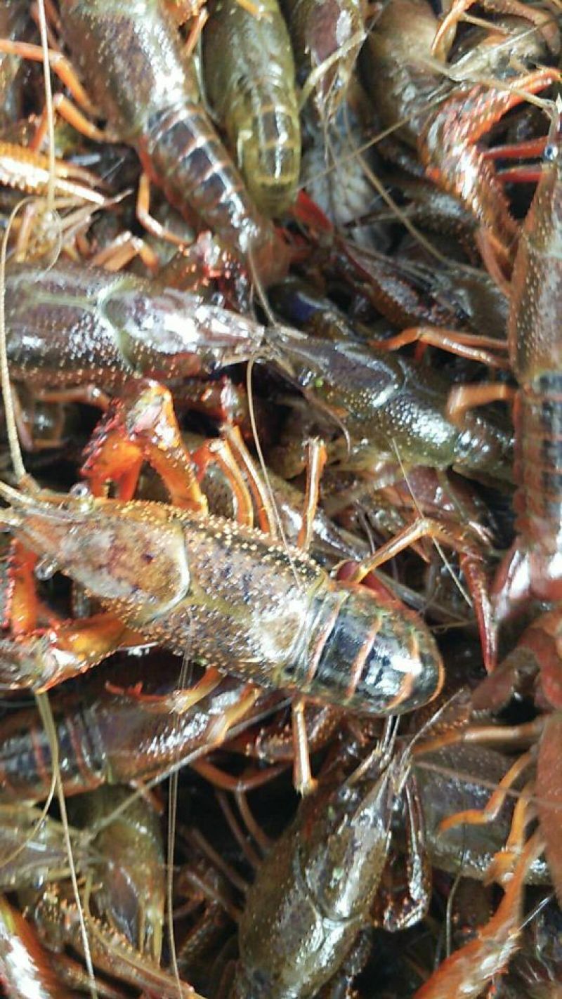 克氏原螯虾小龙虾主养6-8钱（30-40克）活虾