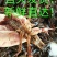 克氏原螯虾小龙虾主养6-8钱（30-40克）活虾