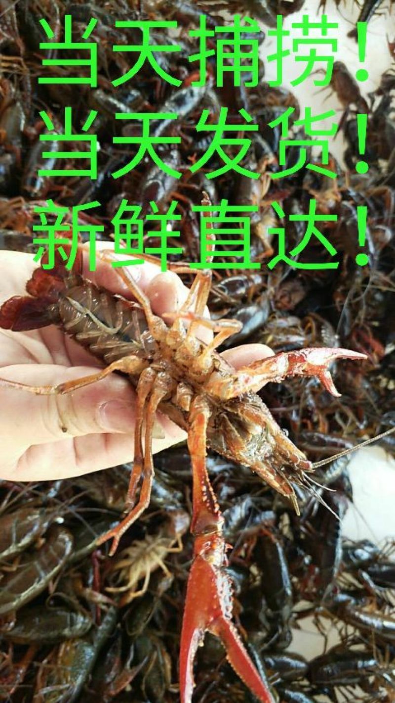 克氏原螯虾小龙虾主养6-8钱（30-40克）活虾