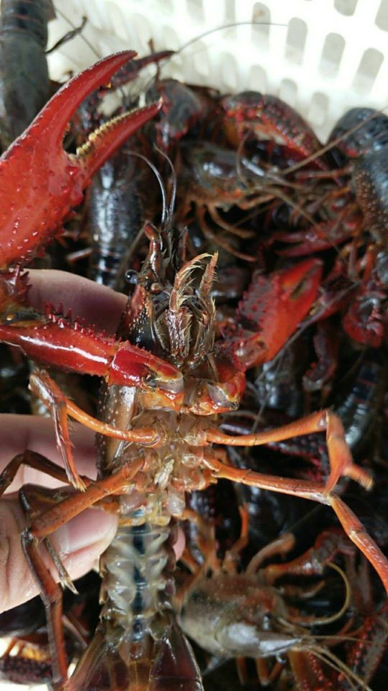 克氏原螯虾小龙虾主养6-8钱（30-40克）活虾