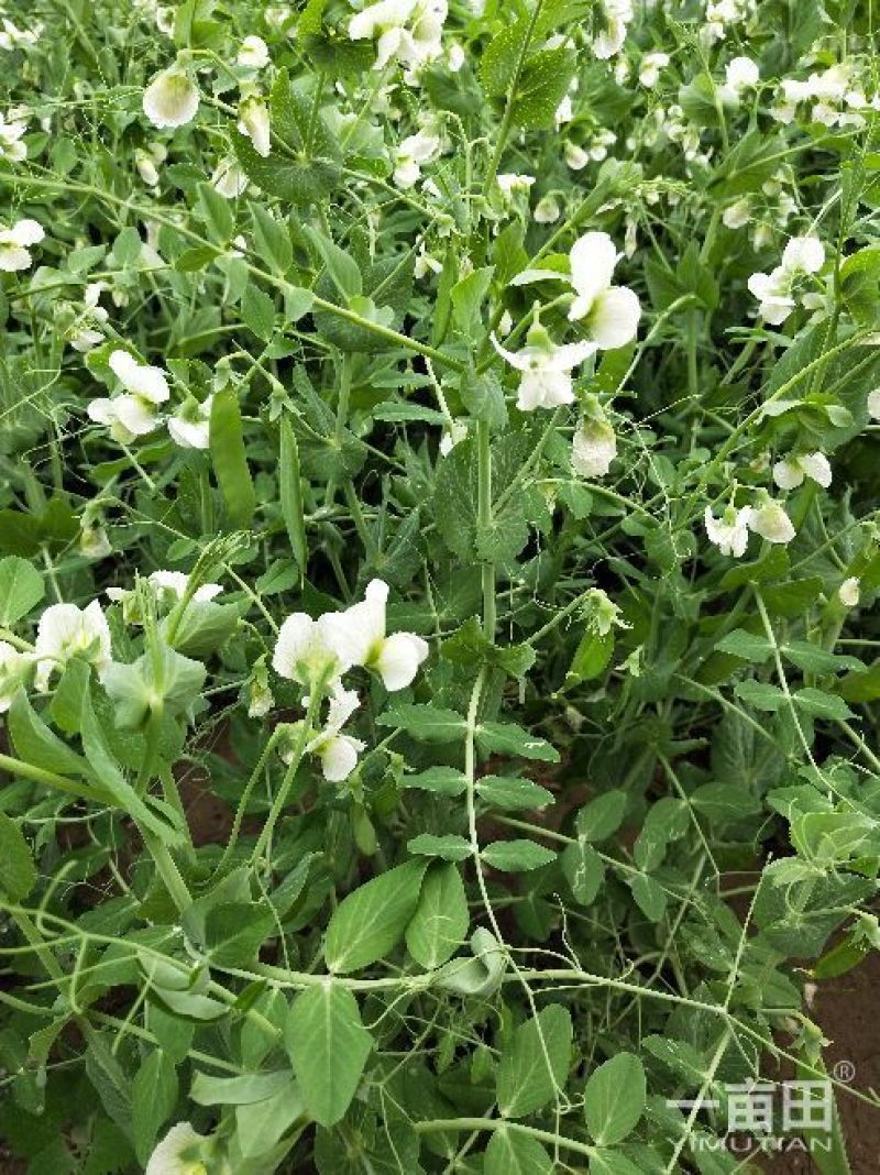 豌豆荚饱满8~10cm