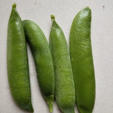 豌豆荚饱满8~10cm