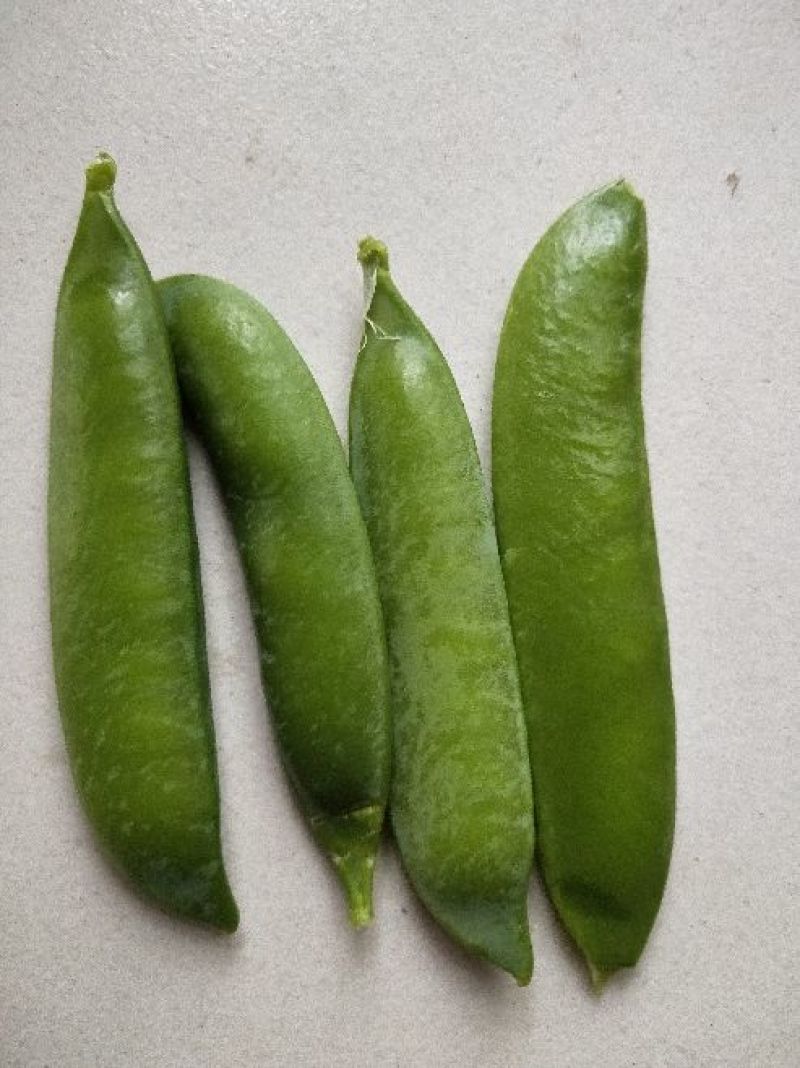 豌豆荚饱满8~10cm