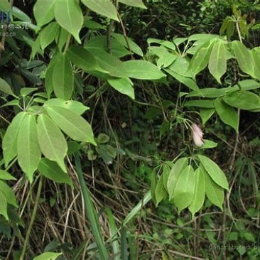 八月瓜苗可带果发货基地直发量大从优