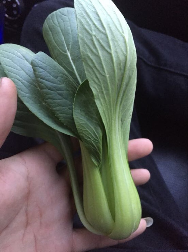 小油菜2两以上山东上海青/产地发货品质好