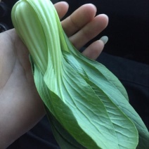 小油菜2两以上山东上海青/产地发货品质好