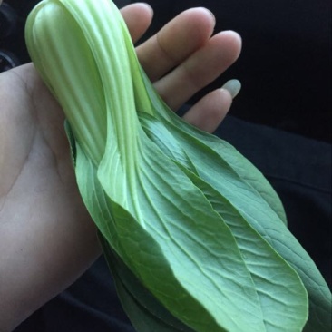 小油菜2两以上山东上海青/产地发货品质好