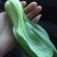 小油菜2两以上山东上海青/产地发货品质好