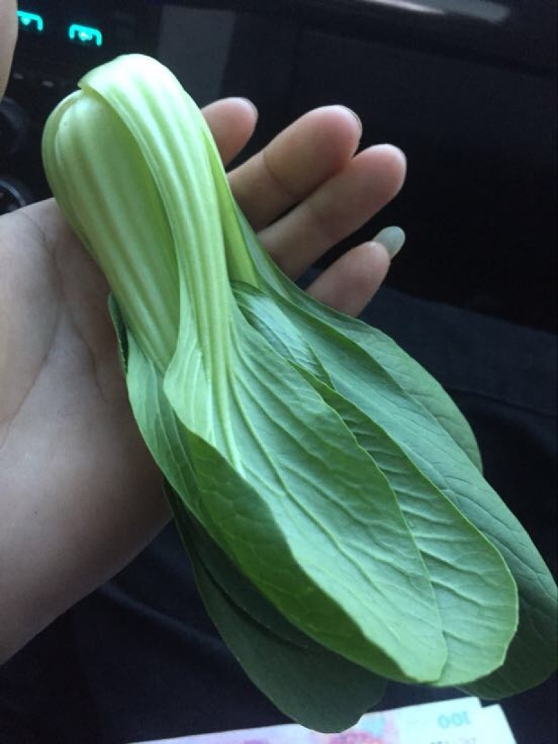 小油菜2两以上山东上海青/产地发货品质好