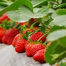 法兰地草莓苗20~30cm