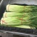蒜薹红帽蒜苔精品50到60公分，鲜绿色一茬