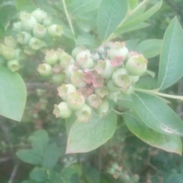 蓝丰蓝莓12~14mm以上鲜果