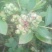蓝丰蓝莓12~14mm以上鲜果