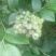 蓝丰蓝莓12~14mm以上鲜果