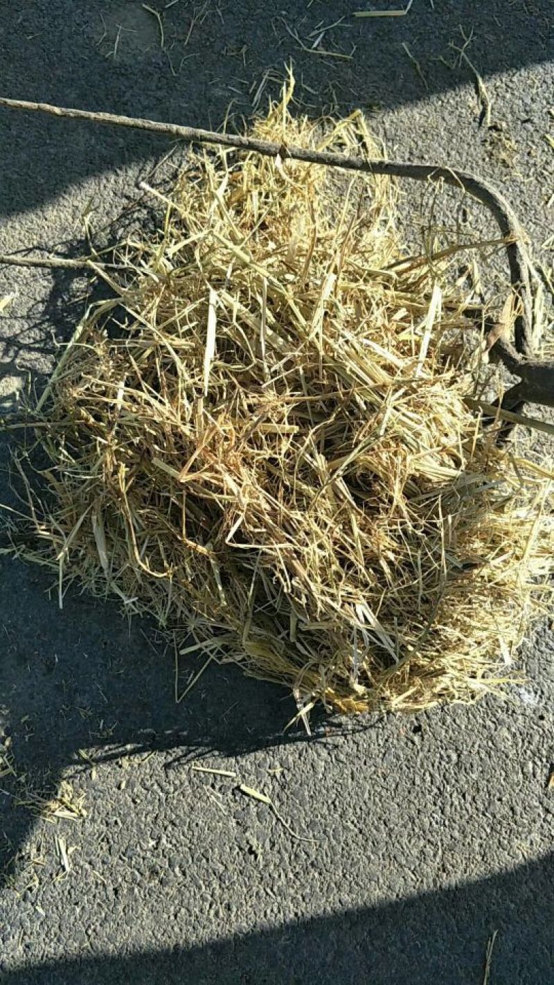 稻草揉丝稻草、长稻草、切段草，适合牛羊及绿化使用